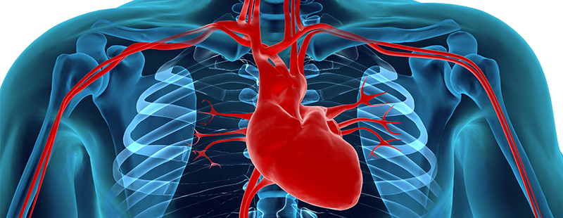 strategie anti-imbatranire pentru sistemul cardiovascular cea mai bună cremă pentru îndepărtarea ridurilor