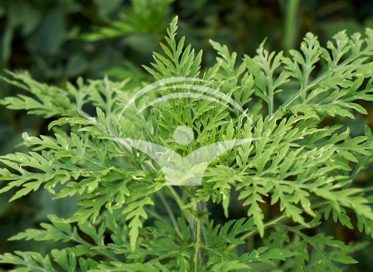 Buruiana ambrozia poza