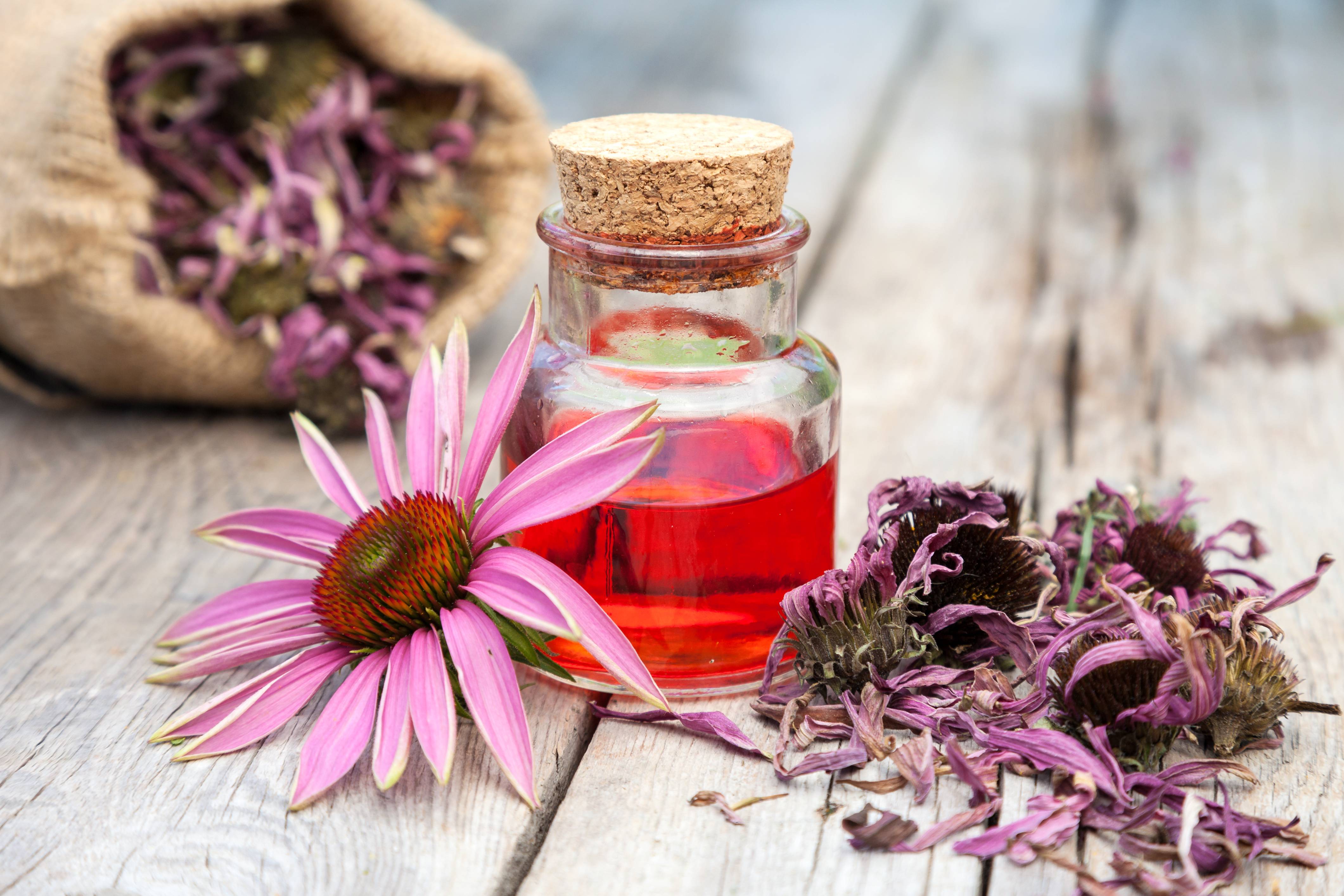 Echinacea: Beneficii si proprietati nutritive