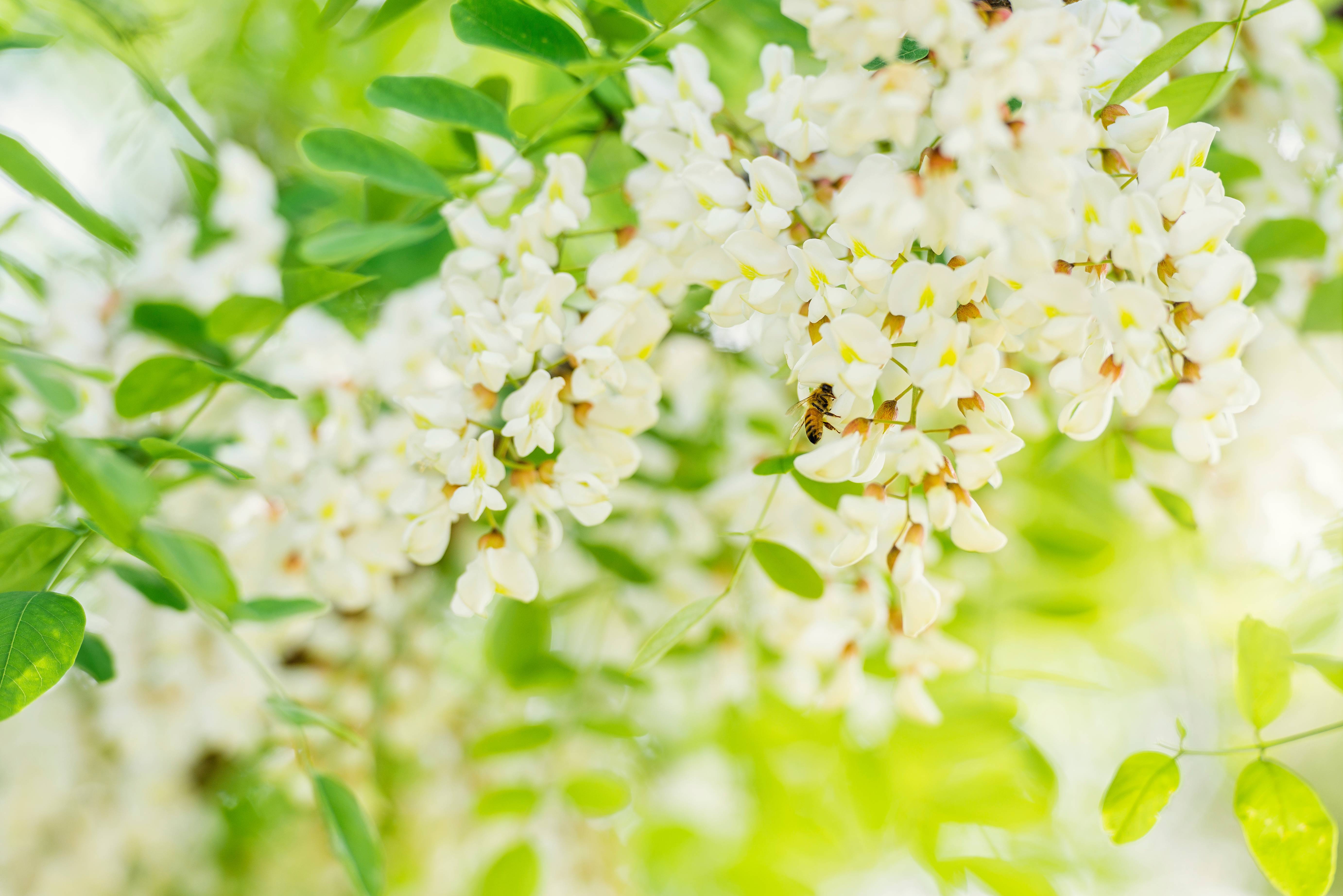 Flori de salcam: Benefcii si proprietati pentru sanatate