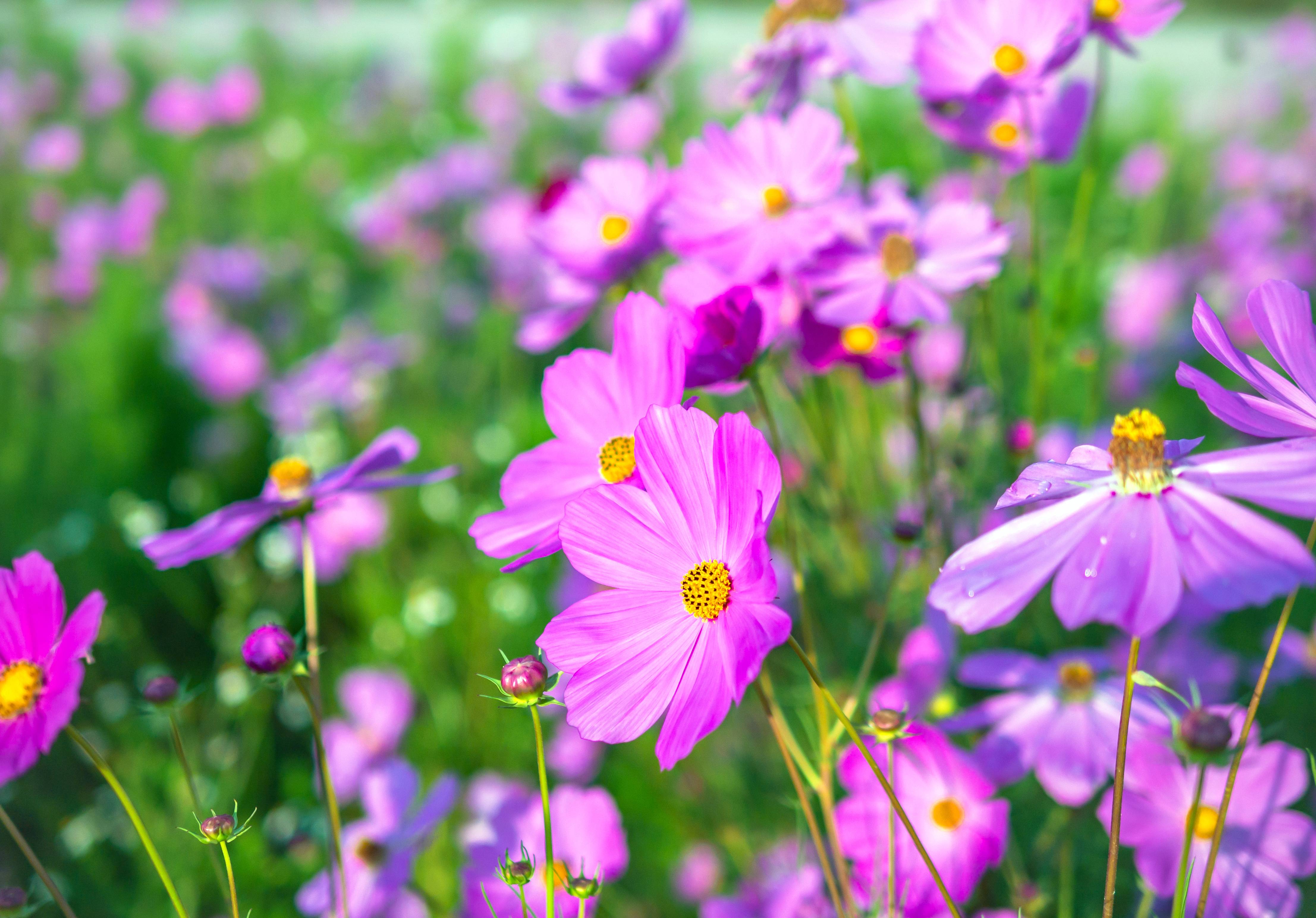 Moringa: Beneficii si proprietati pentru sanatate