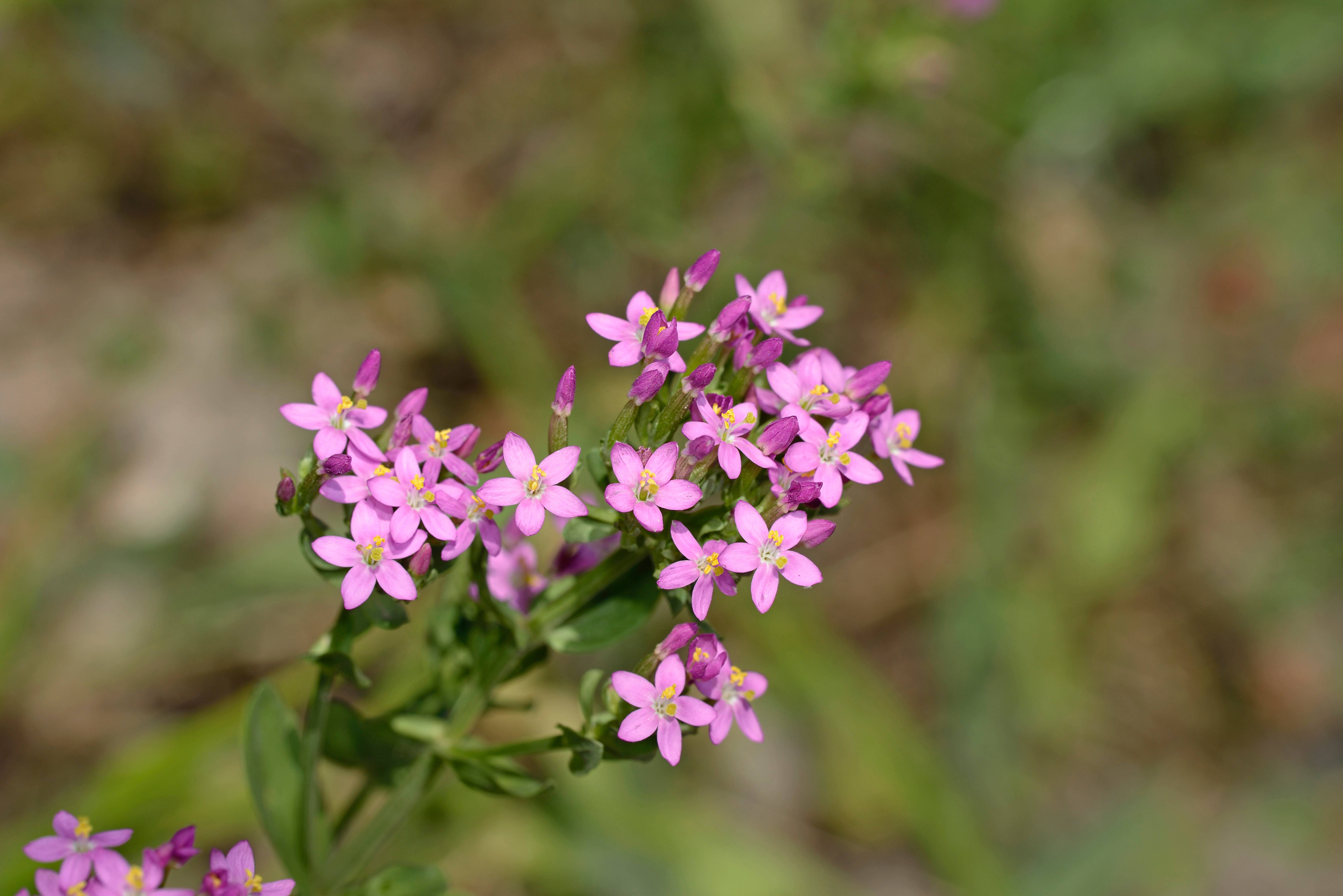 Tintaura: Beneficii si proprietati pentru sanatate