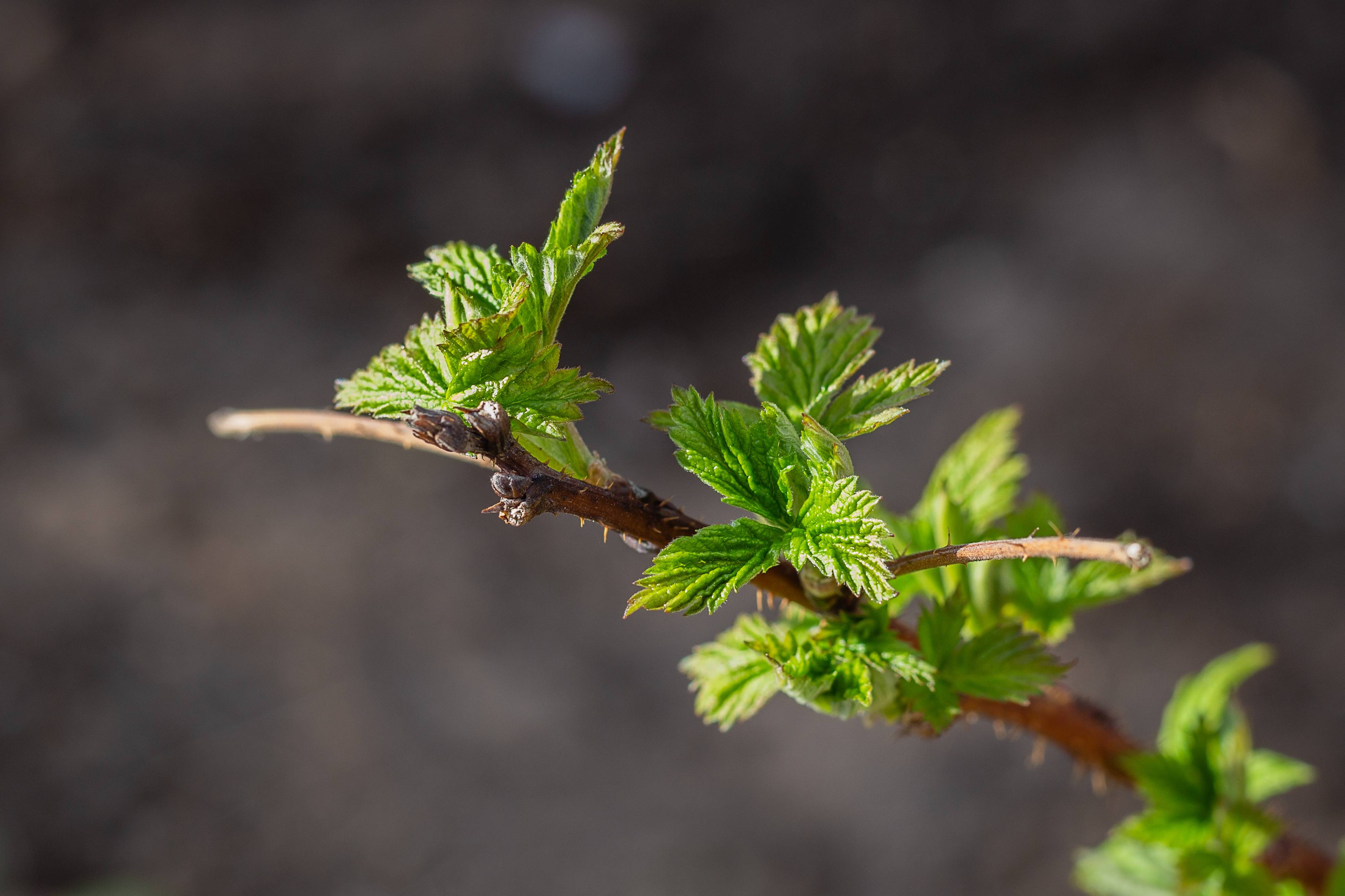 Mladita de zmeur: Beneficii, proprietati si moduri de consum