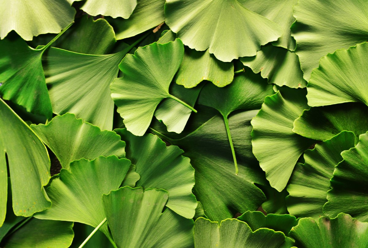Ginkgo Biloba: Beneficii, moduri de consum si contraindicatii