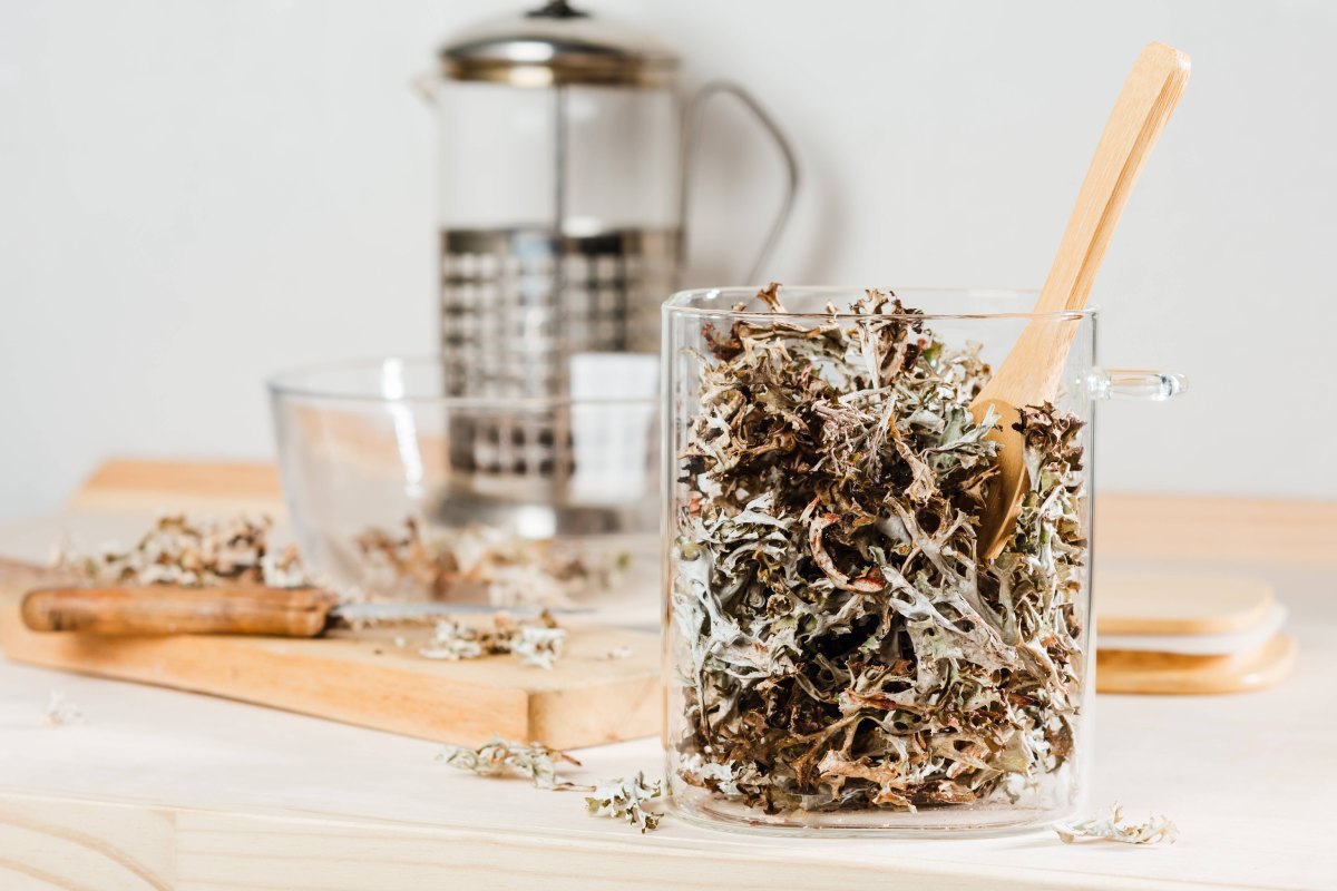 Lichen de piatra: Beneficii, proprietati si moduri de consum