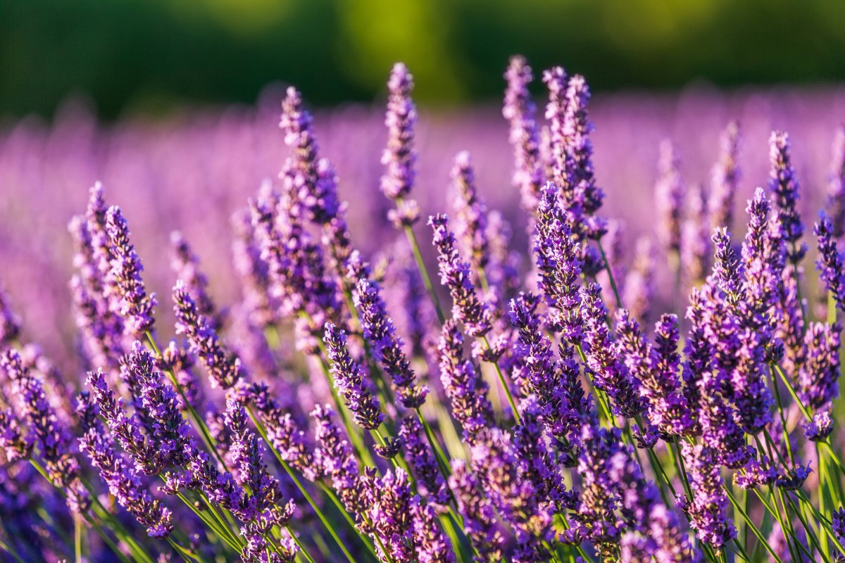 Lavanda : Planta aromata cu multe beneficii pentru sanatate