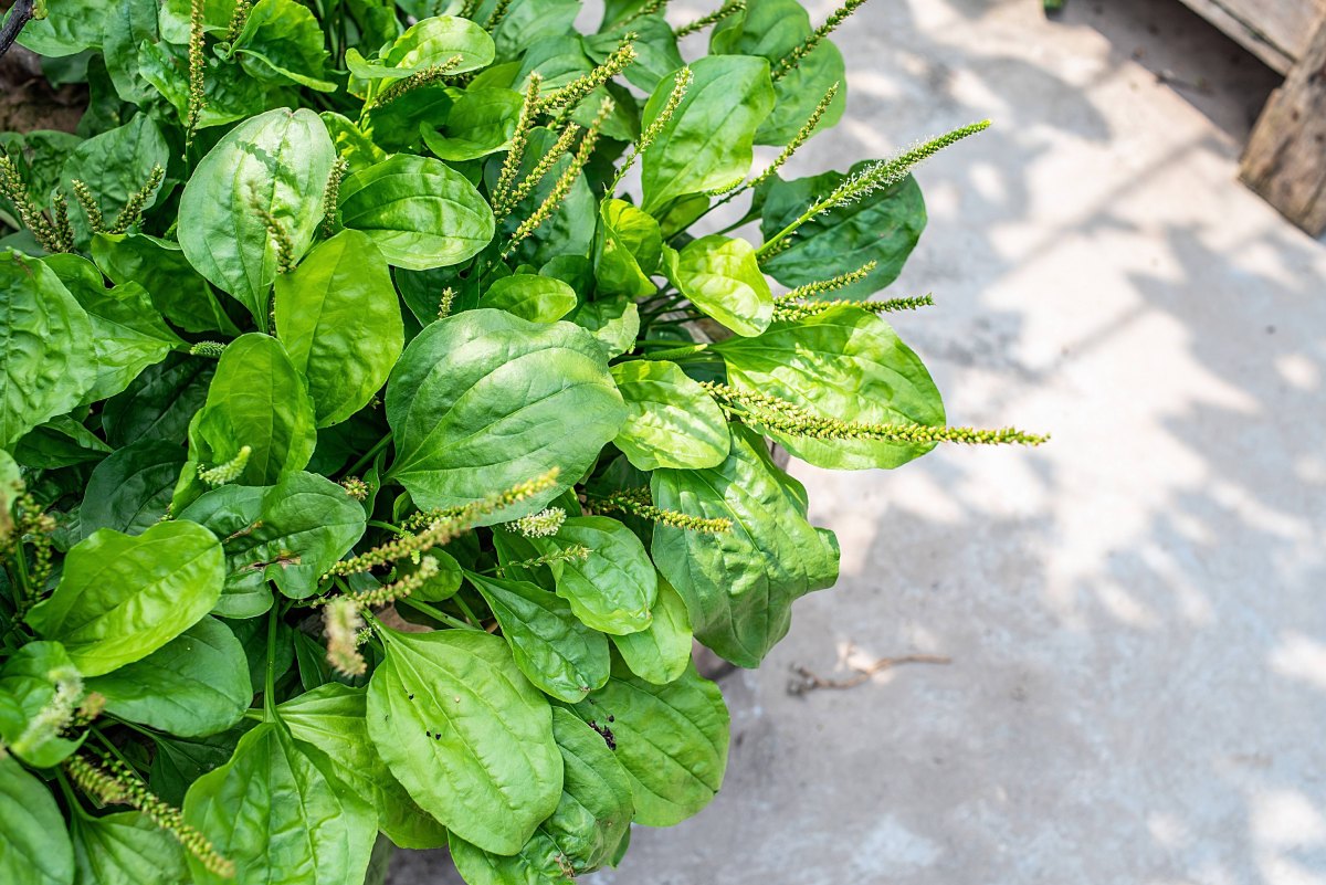 Patlagina: Beneficii si proprietati pentru sanatate