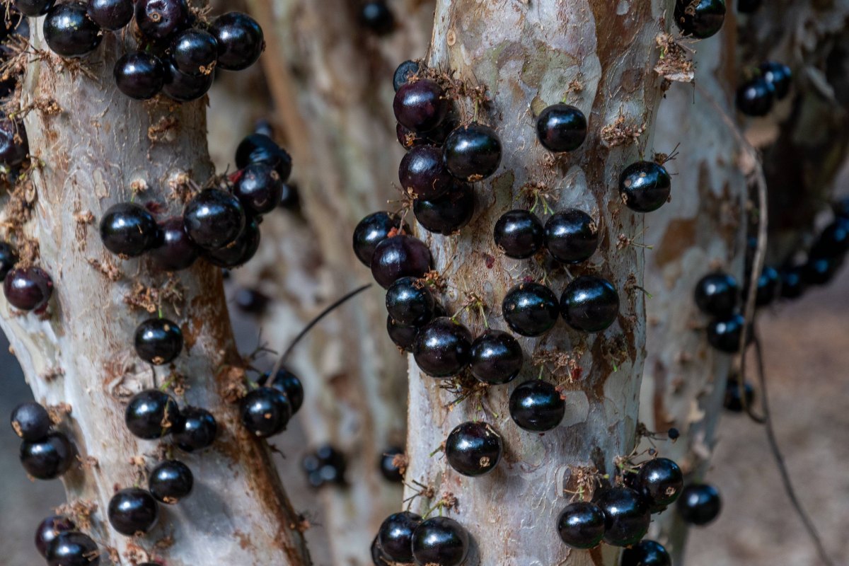Jabuticaba: Beneficii, nutrienti si moduri de consum
