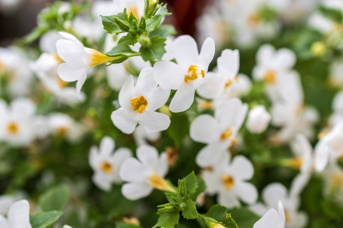 Bacopa Monnieri: Beneficii, proprietati si moduri de consum
