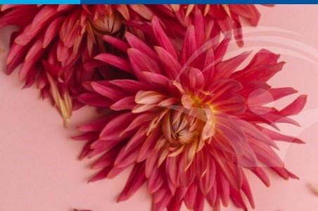 Cinci mituri legate de menstruatie