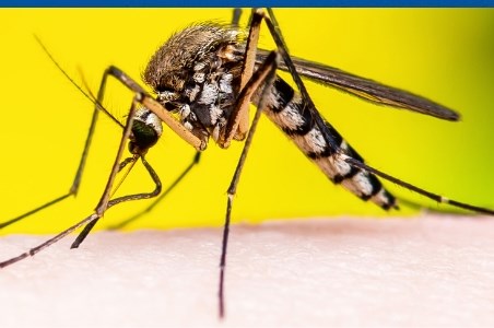 Febra galbena: modalitati de transmitere, simptome si preventie