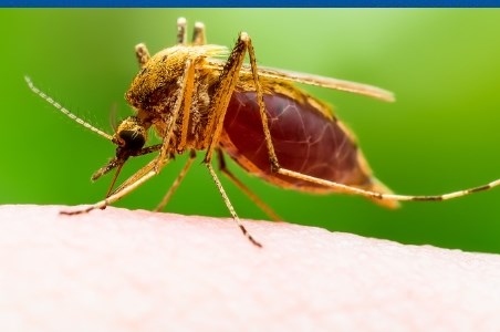 West Nile – riscul de imbolnavire, simptome si preventie