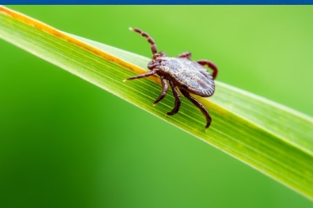 Encefalita transmisa de capuse (TBE)