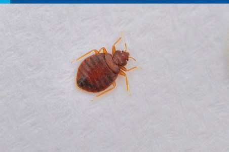 Muscatura de plosnita – riscuri pentru sanatate