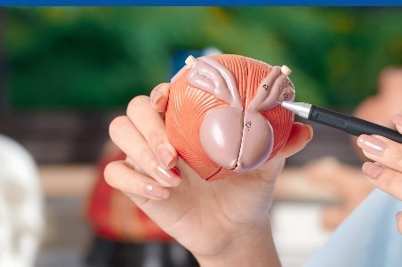 Vezica urinara hiperactiva: simptome, cauze si tratament