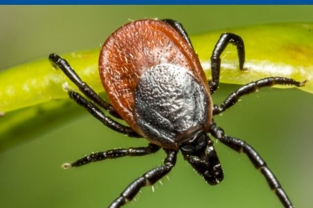 Infectia cu virusul Powassan: simptome si tratament