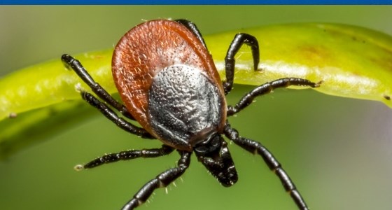 Infectia cu virusul Powassan: simptome si tratament