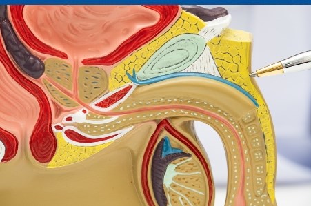 Spermatocel (chist testicular): cauze, simptome si tratament
